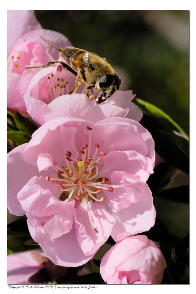 E' ora di fare miele