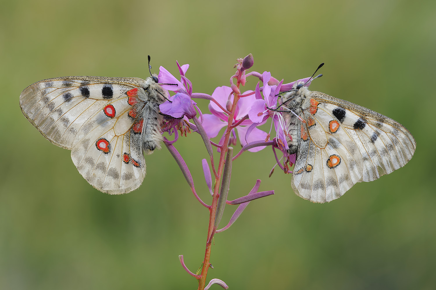 Two-is-meglio-che-one_DSC8326