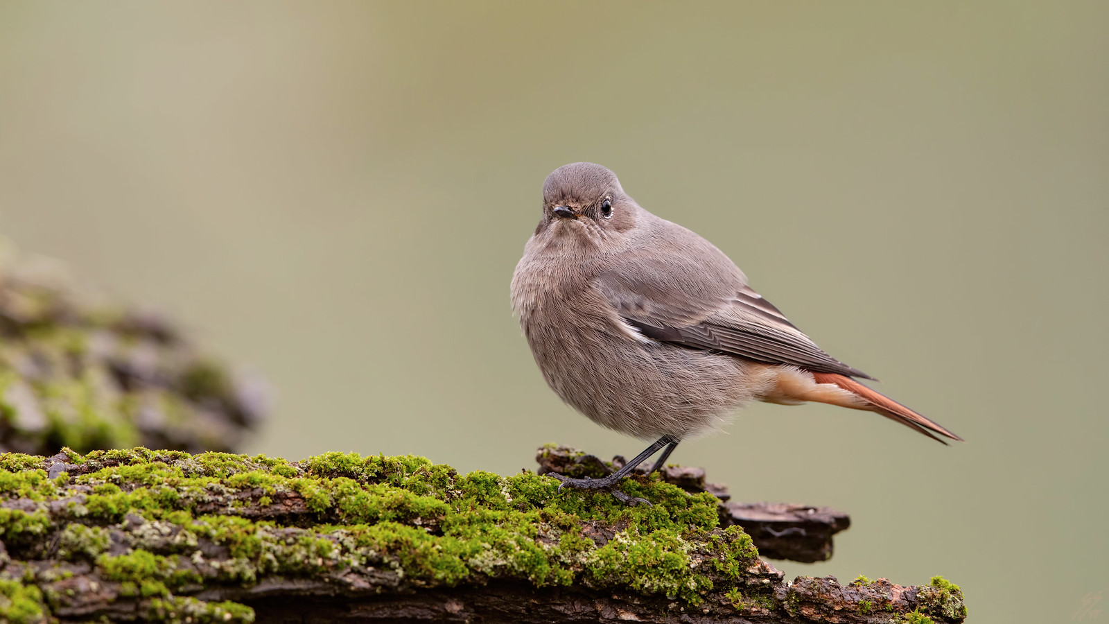 ..codirosso spazzacamino..