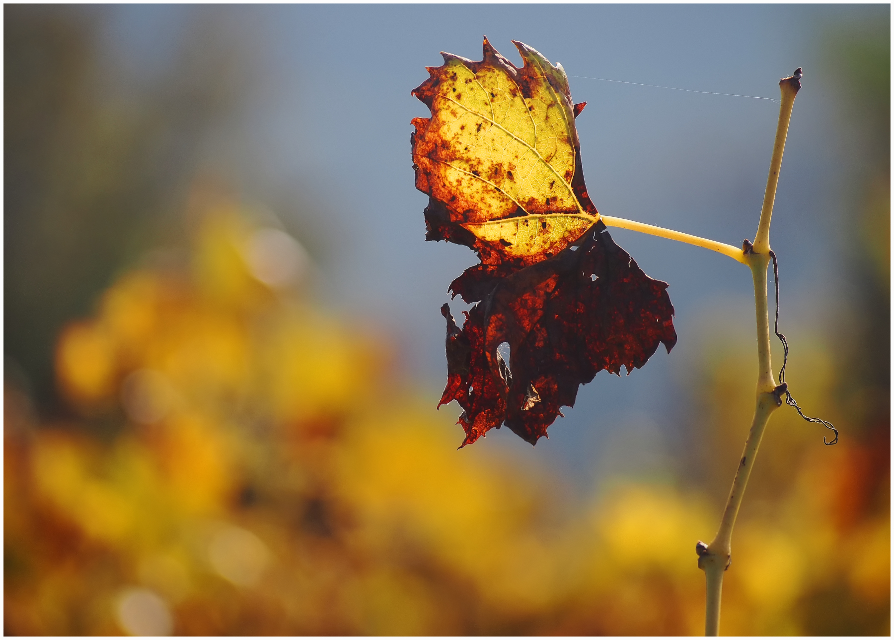 particolare di vigneto autunnale