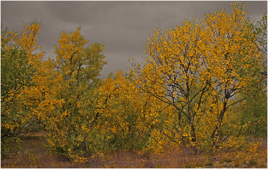 Finlandia: autunno estivo
