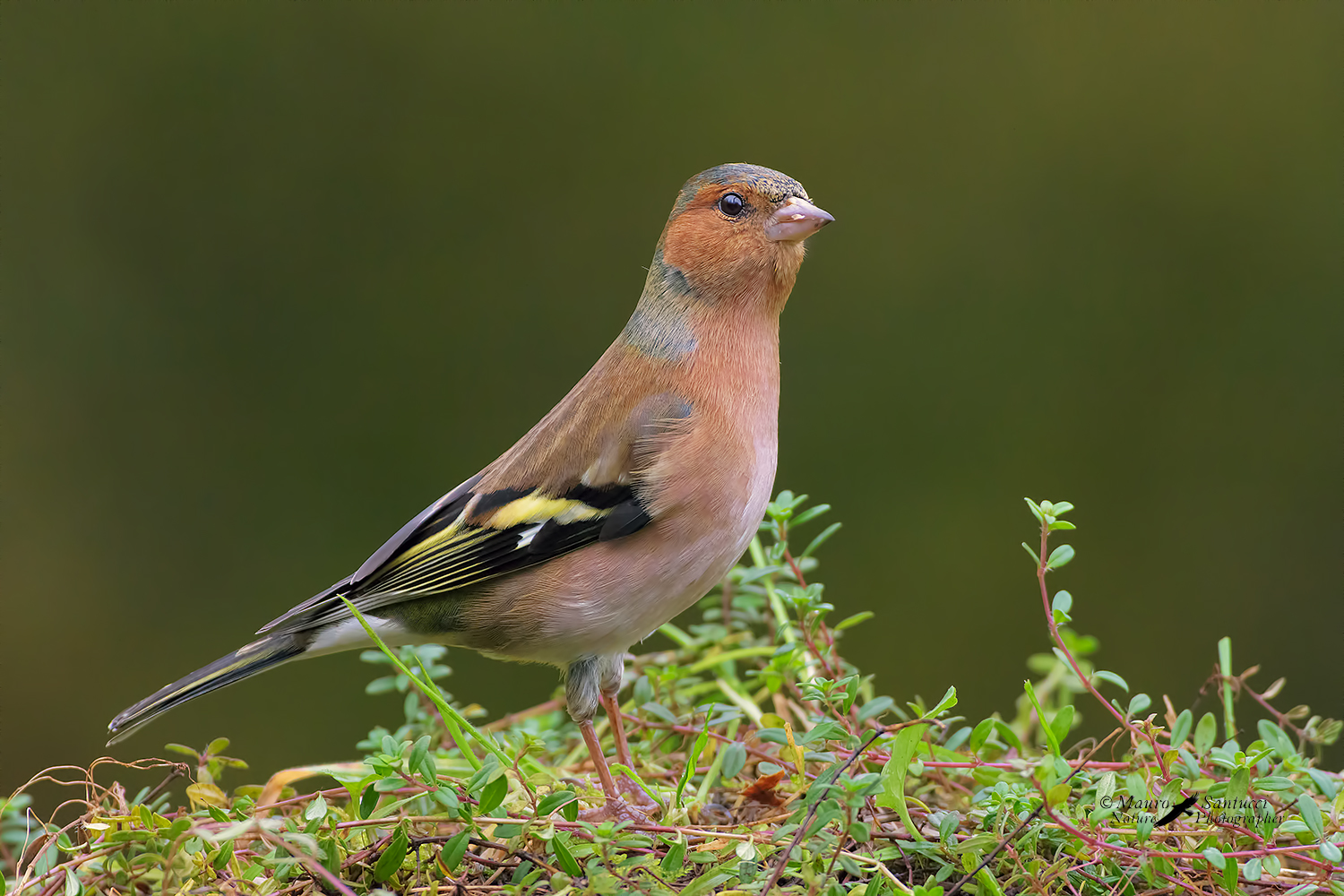 Fringuello_Fringilla-coelebs_DSC3674