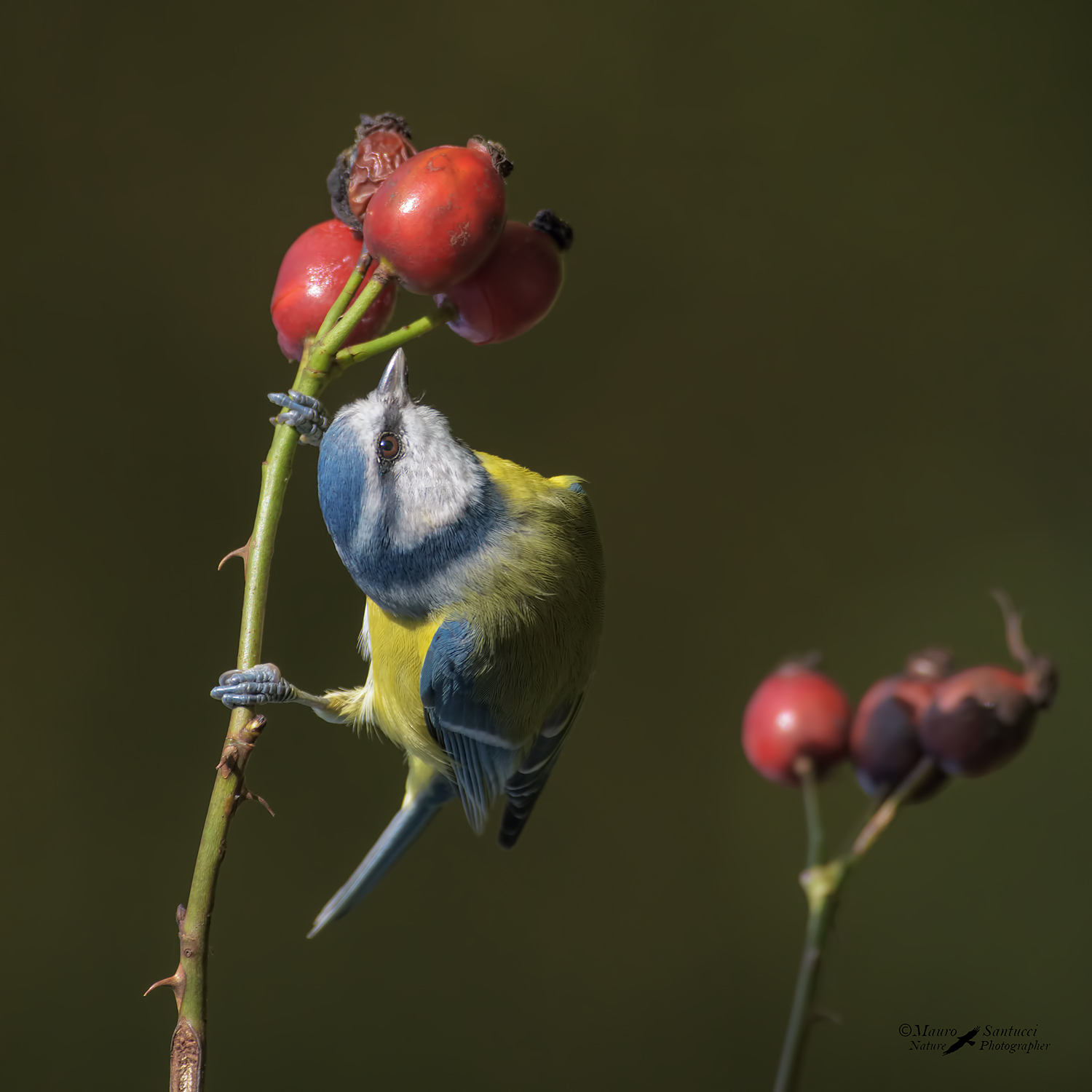 Cinciarella-in-luce-spot_DSC3420