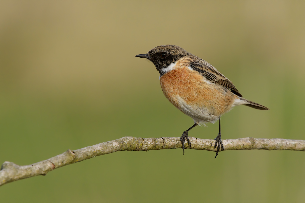 Saltimpalo (Saxixola rubicola)