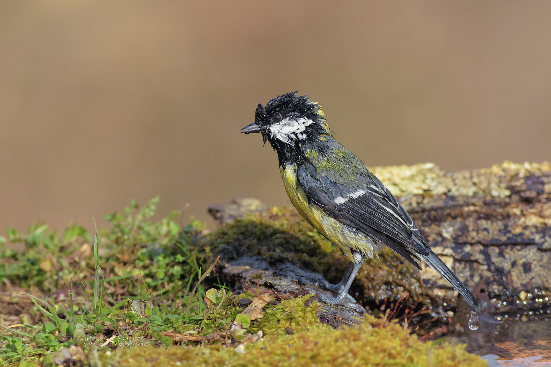 Cinciallegra-dopo-il-bagnetto_DSC4122