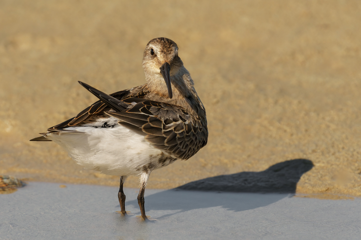 Piovanello pancianera (Calidris alpina)