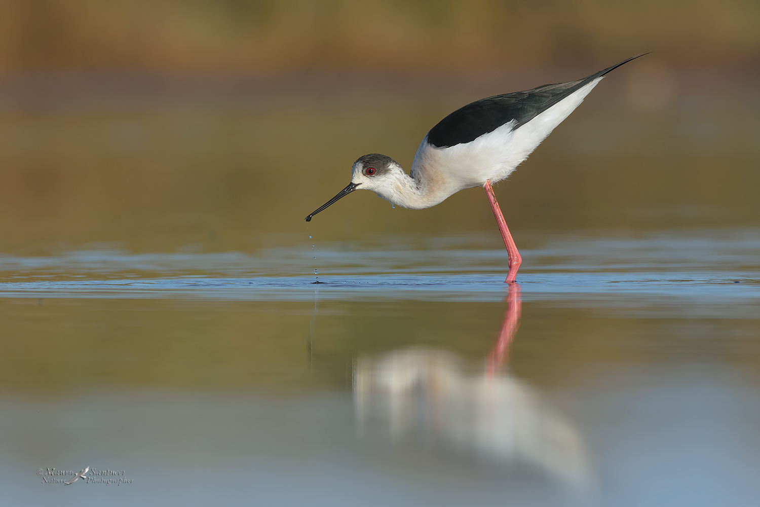 Cavaliere-d'italia_DSC5922