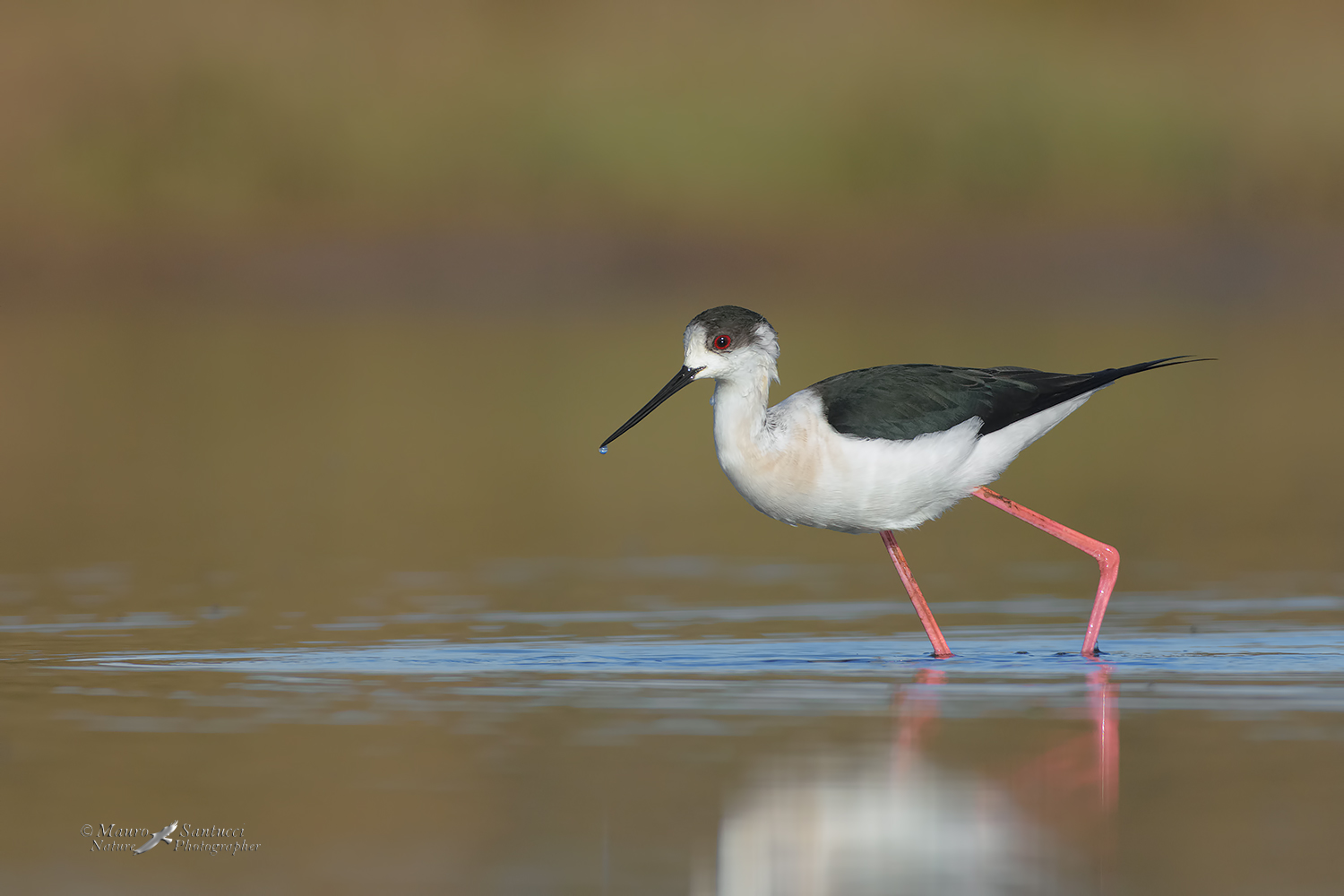 Cavaliere-d'italia_DSC5930