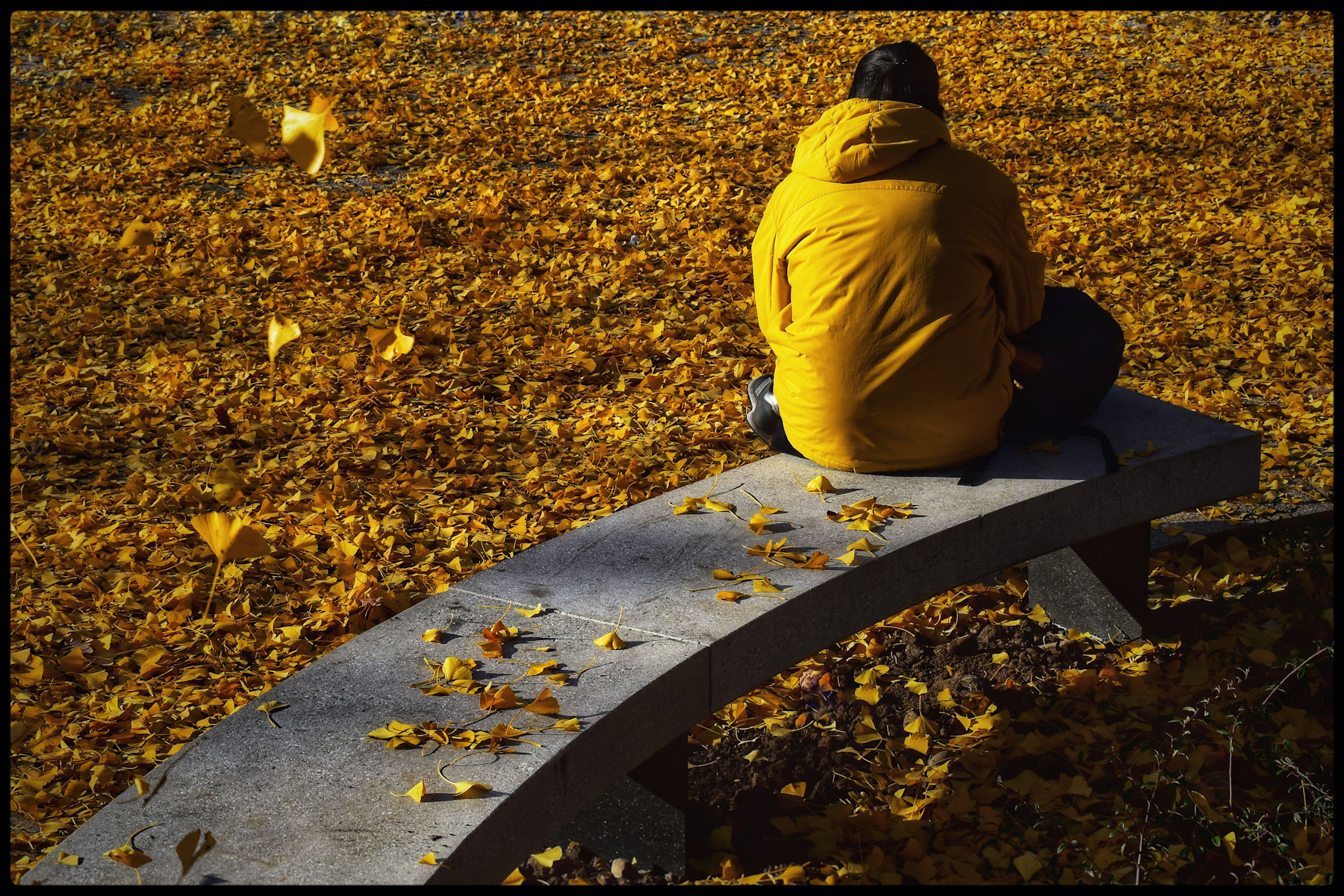 metamorfosi di una foglia