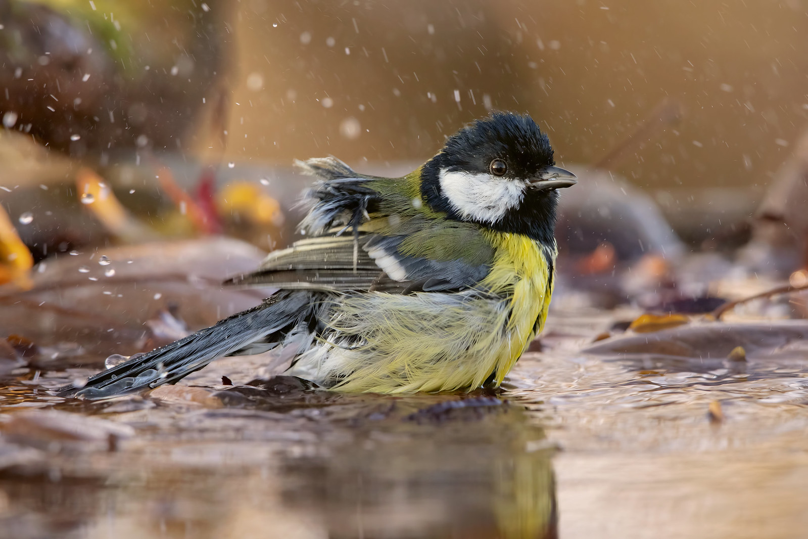 ..cinciaAllegra al bagno..