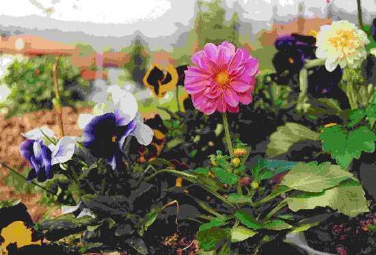 Foto 40129h  "FIORI ACQUERELLATI"  Copyright 2004 Fiumana  Carlo