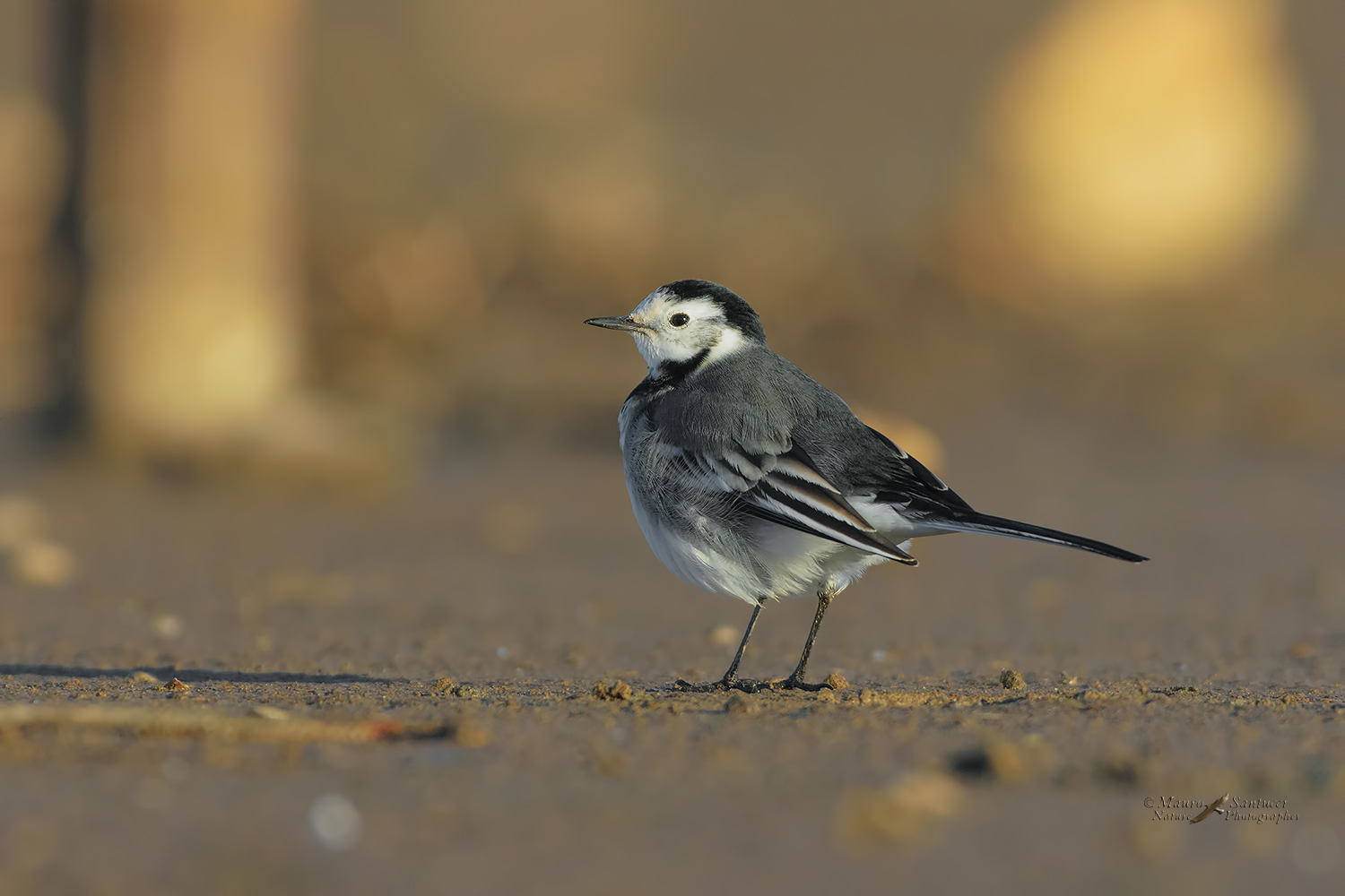 Ballerina-bianca_DSC3393