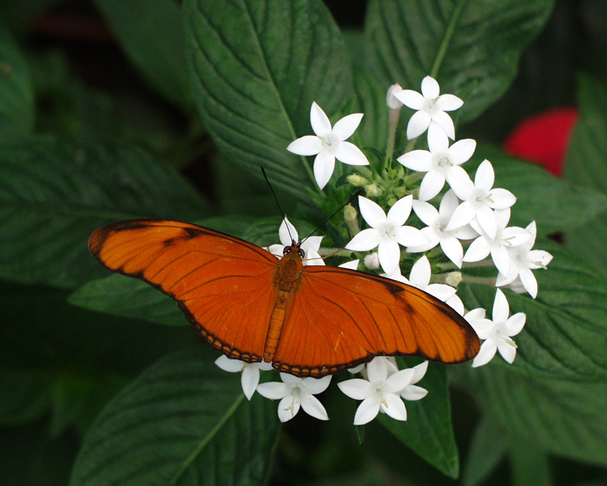 ali, petali e foglie