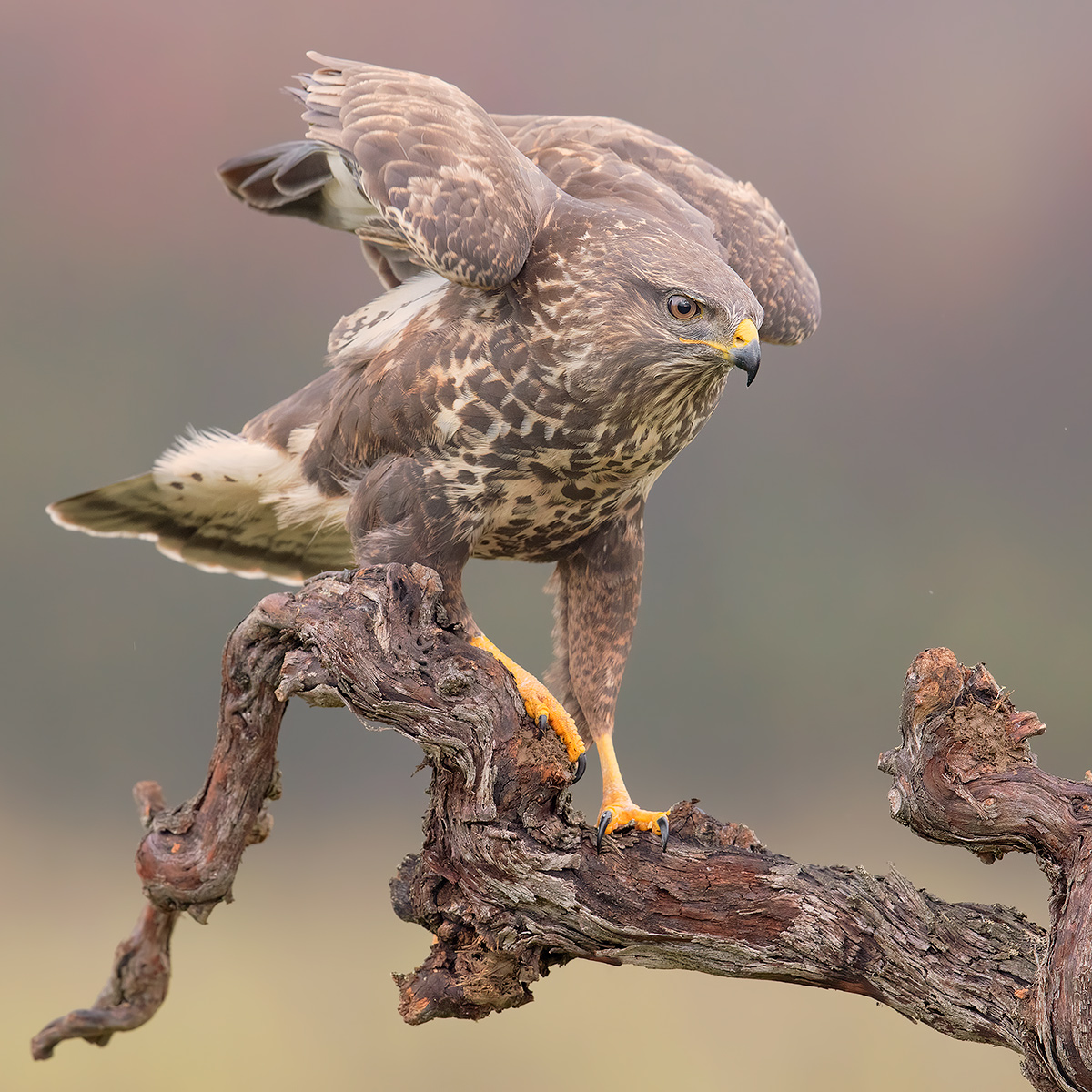Un quadrato di piume cattive