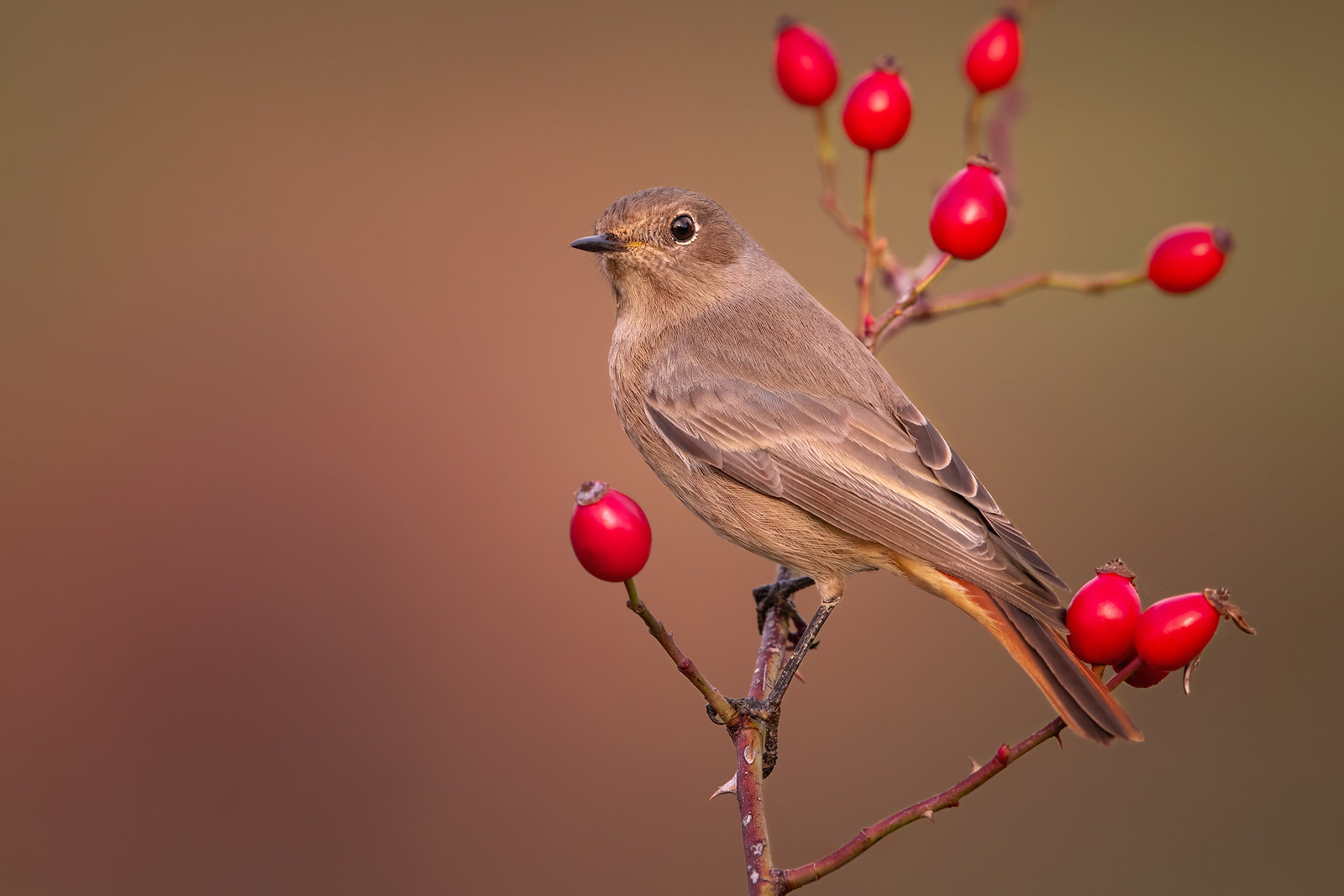 ..codirosso spazzacamino..