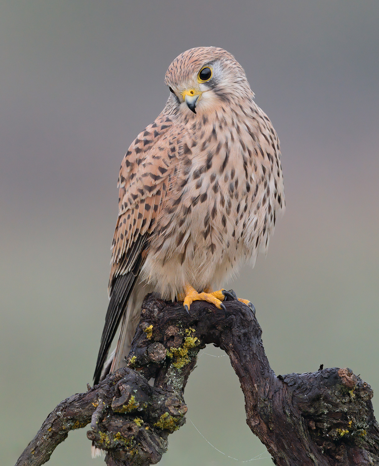 io mi chiamo Marlena (Gheppio)