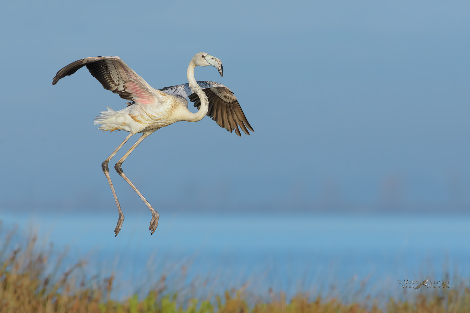 La-discesa-del-fenicottero_DSC5601