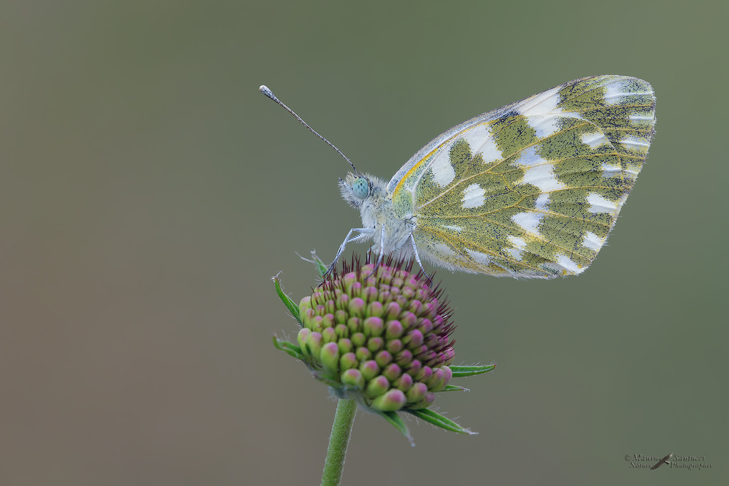 Pontia-edusa_DSC4319