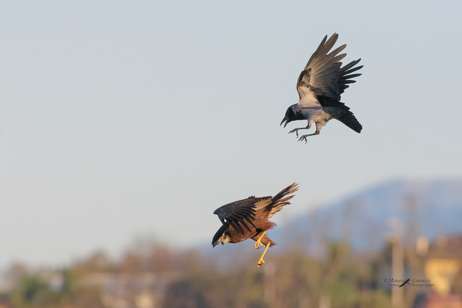 Cornacchia-versus-Falco-di-palude_DSC6506