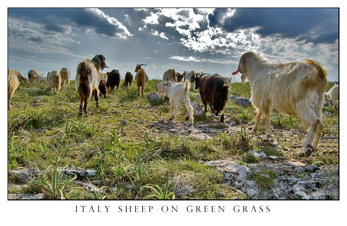 italy sheep...