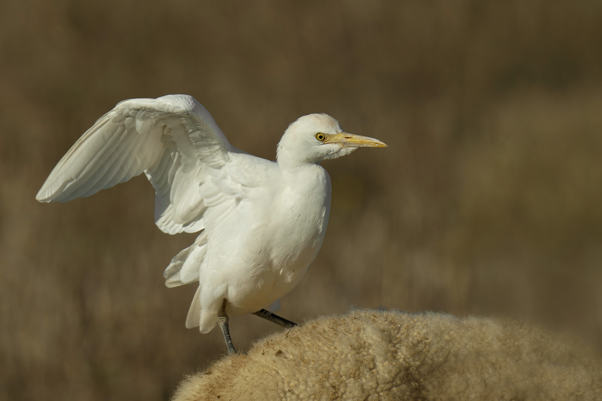 Airone guardabuoi (Bubulcus ibis)