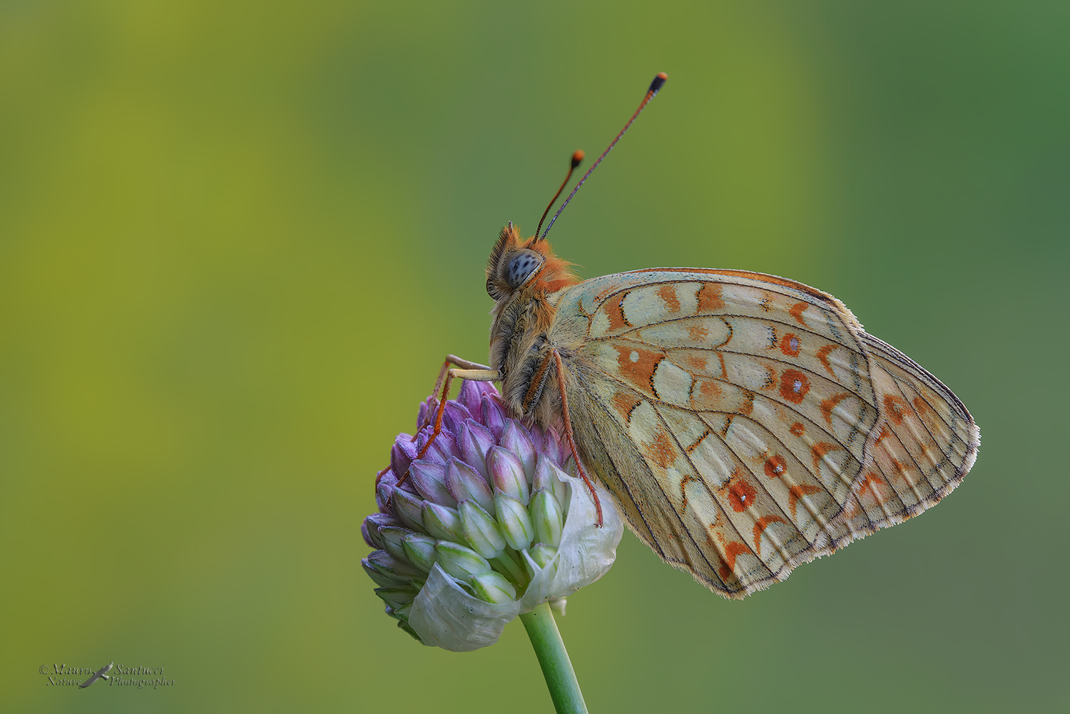 Argynnis-niobe_DSC5236