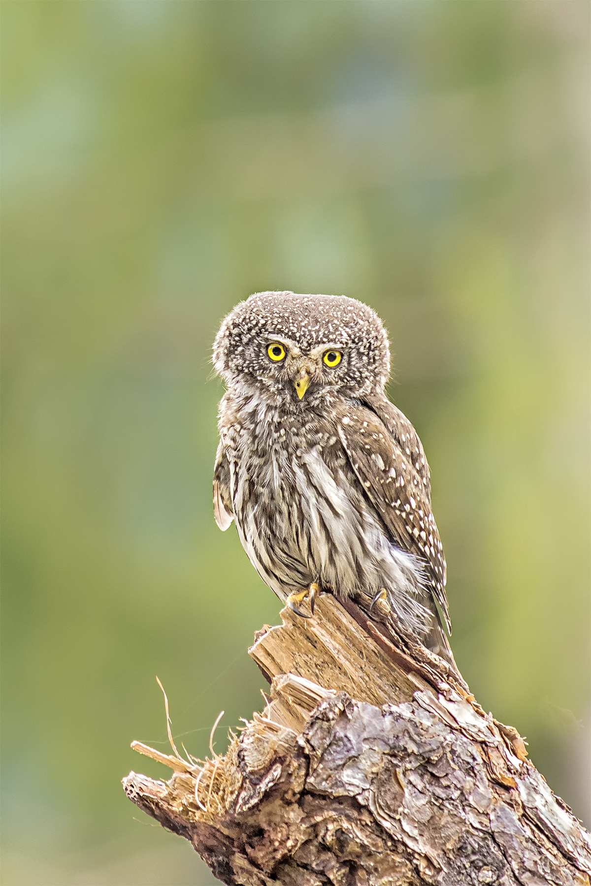 Occhi negli occhi con Lola