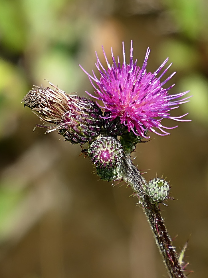 *** Il pupo, il giovinotto, l'omo ed il vecchietto ***