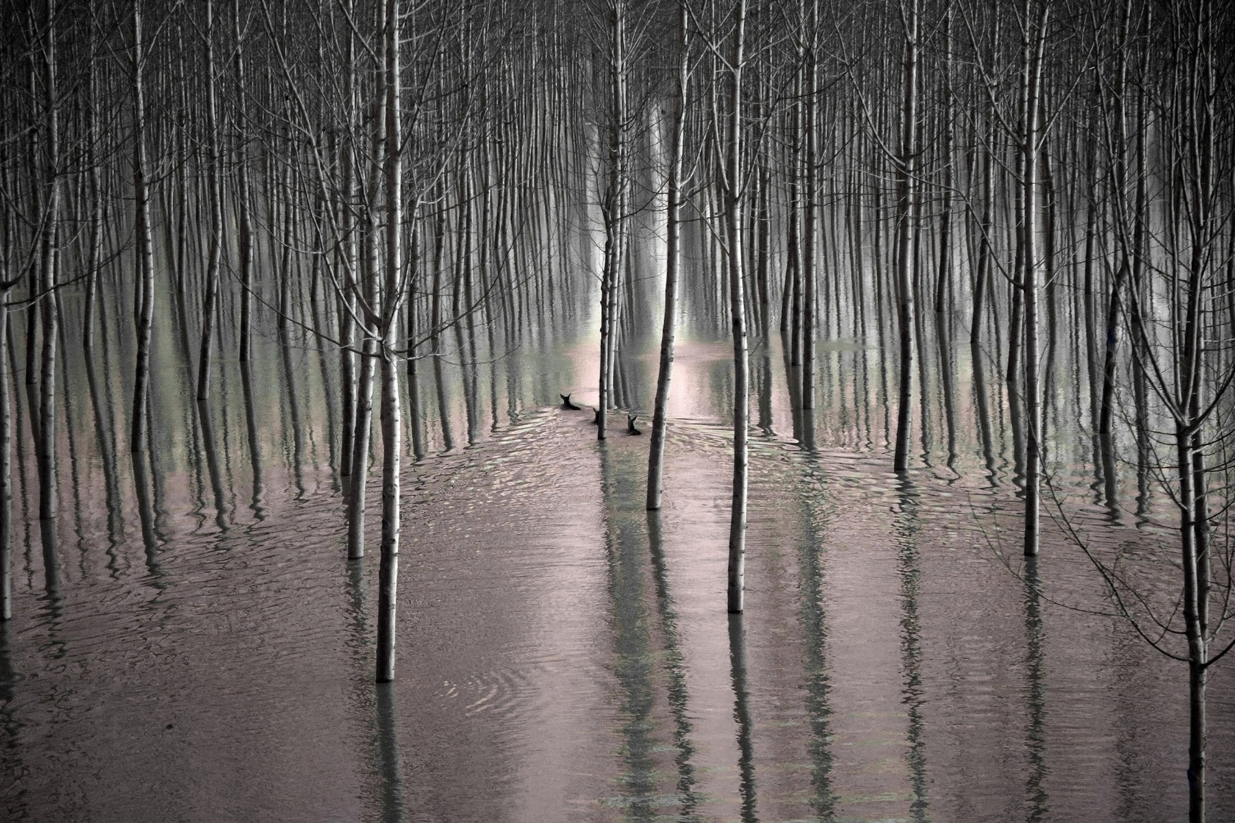 caprioli in golena 2 ...