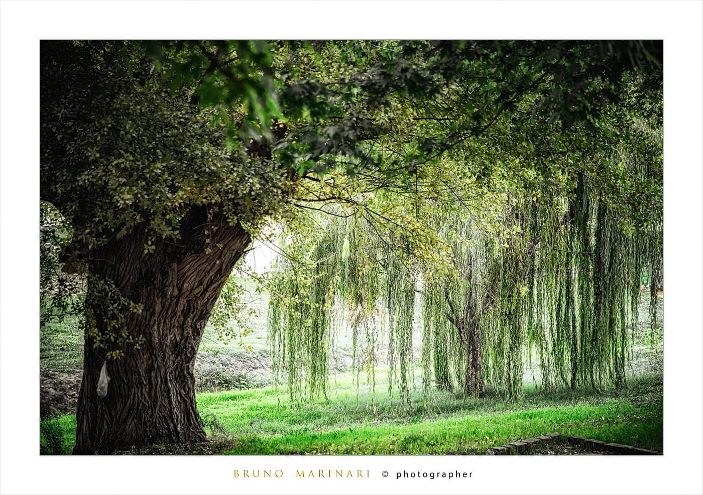 l'albero e il salice piangente