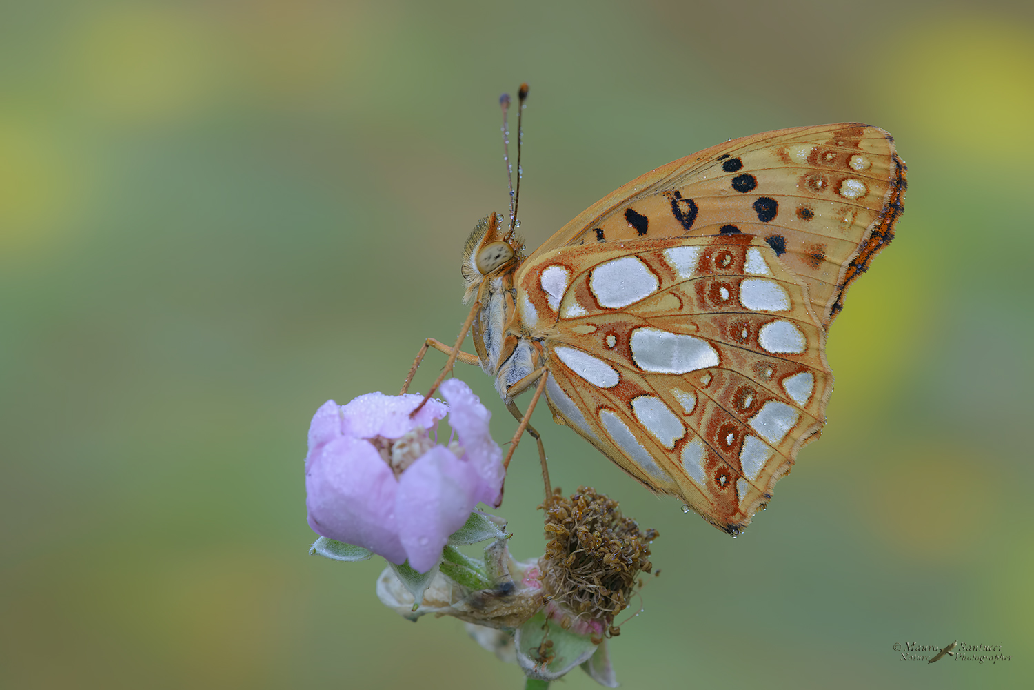 Issoria-lathonia_DSC8170