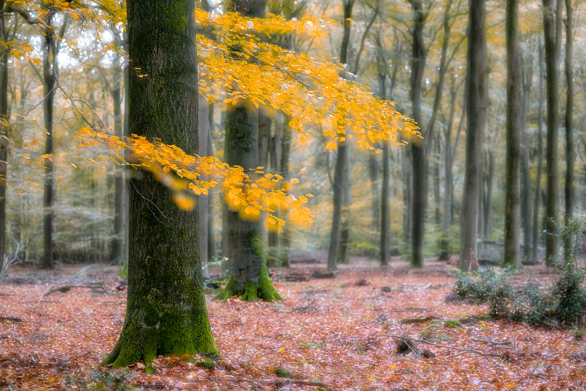 Speulderbos impression