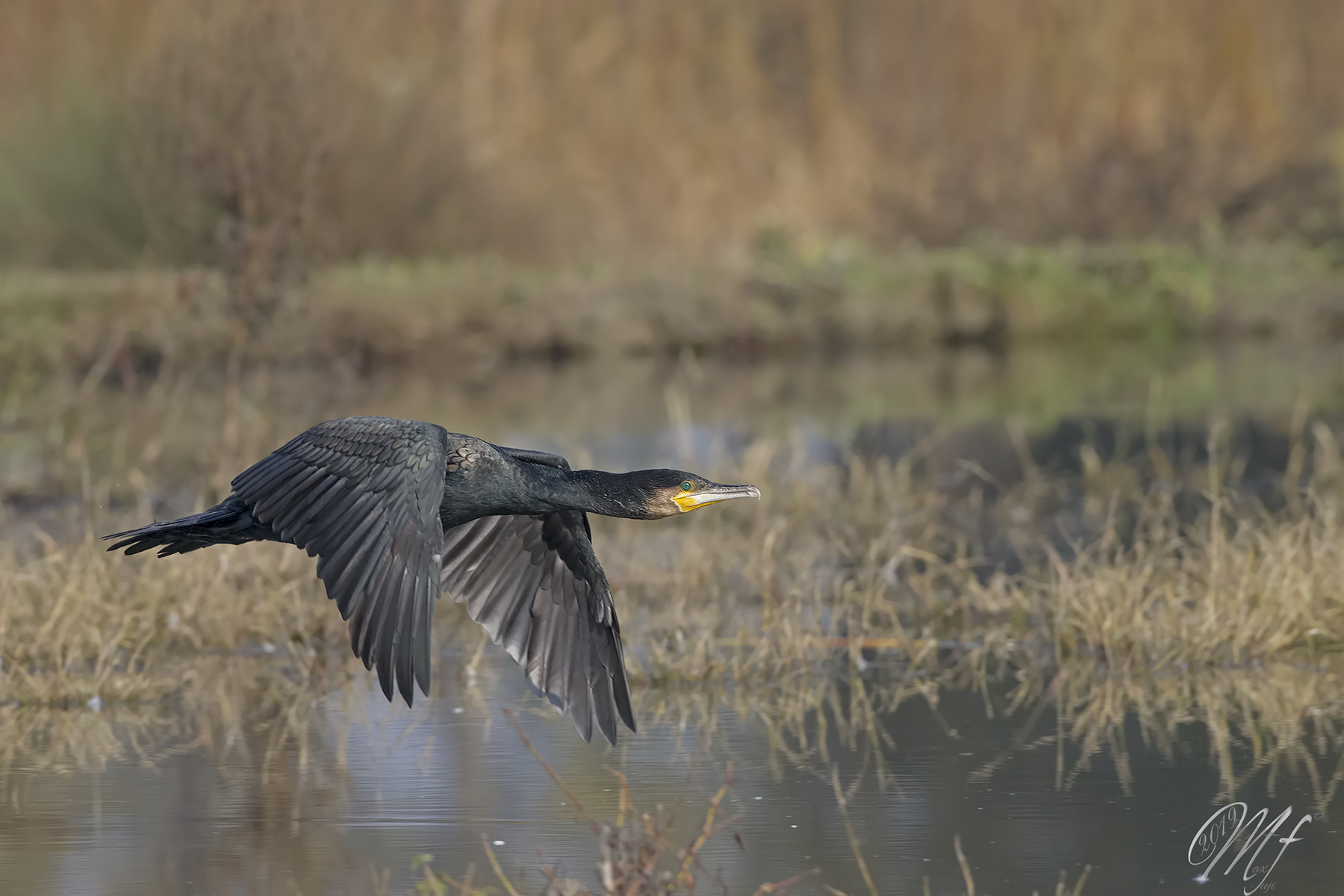 Cormorano