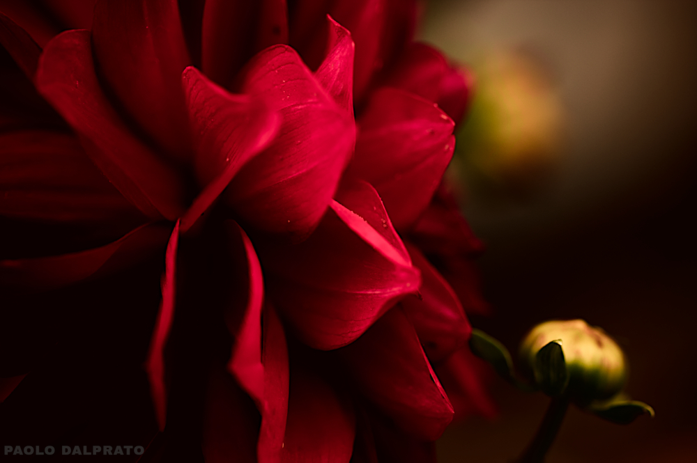 Non faccio foto di fiori