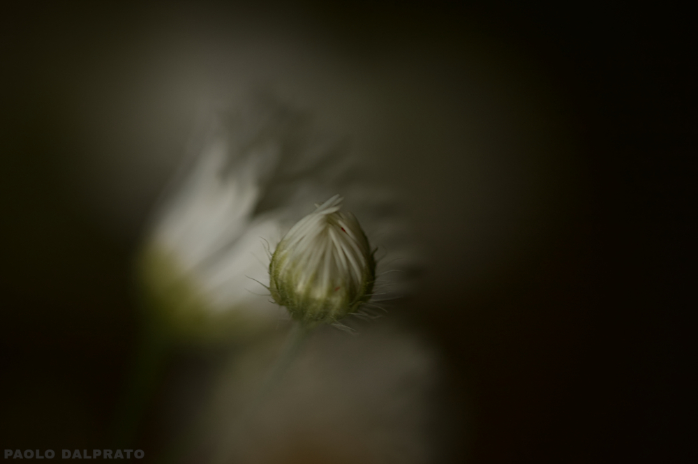 Non faccio foto di fiori