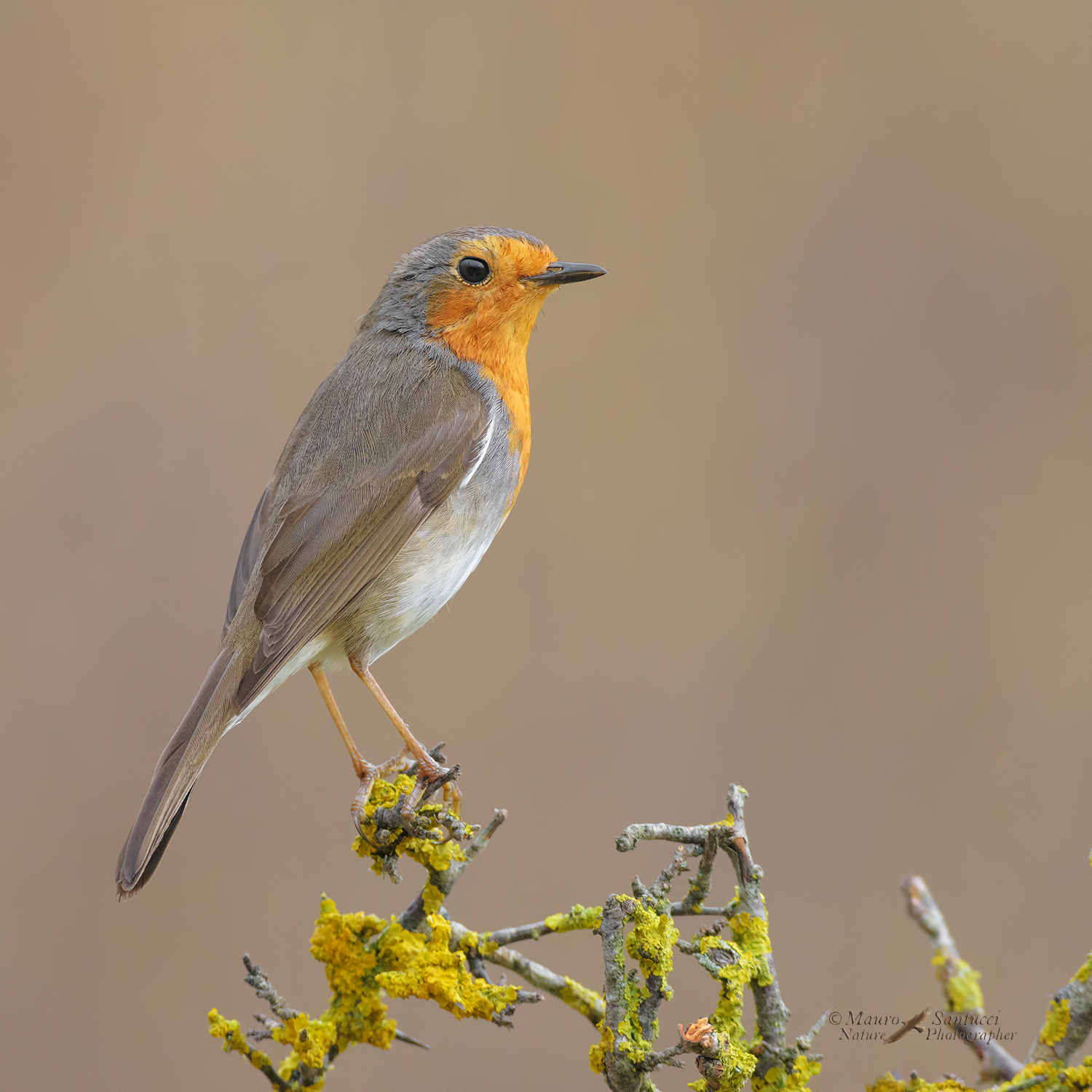 Pettirosso_-Erithacus-rubecula_DSC5110