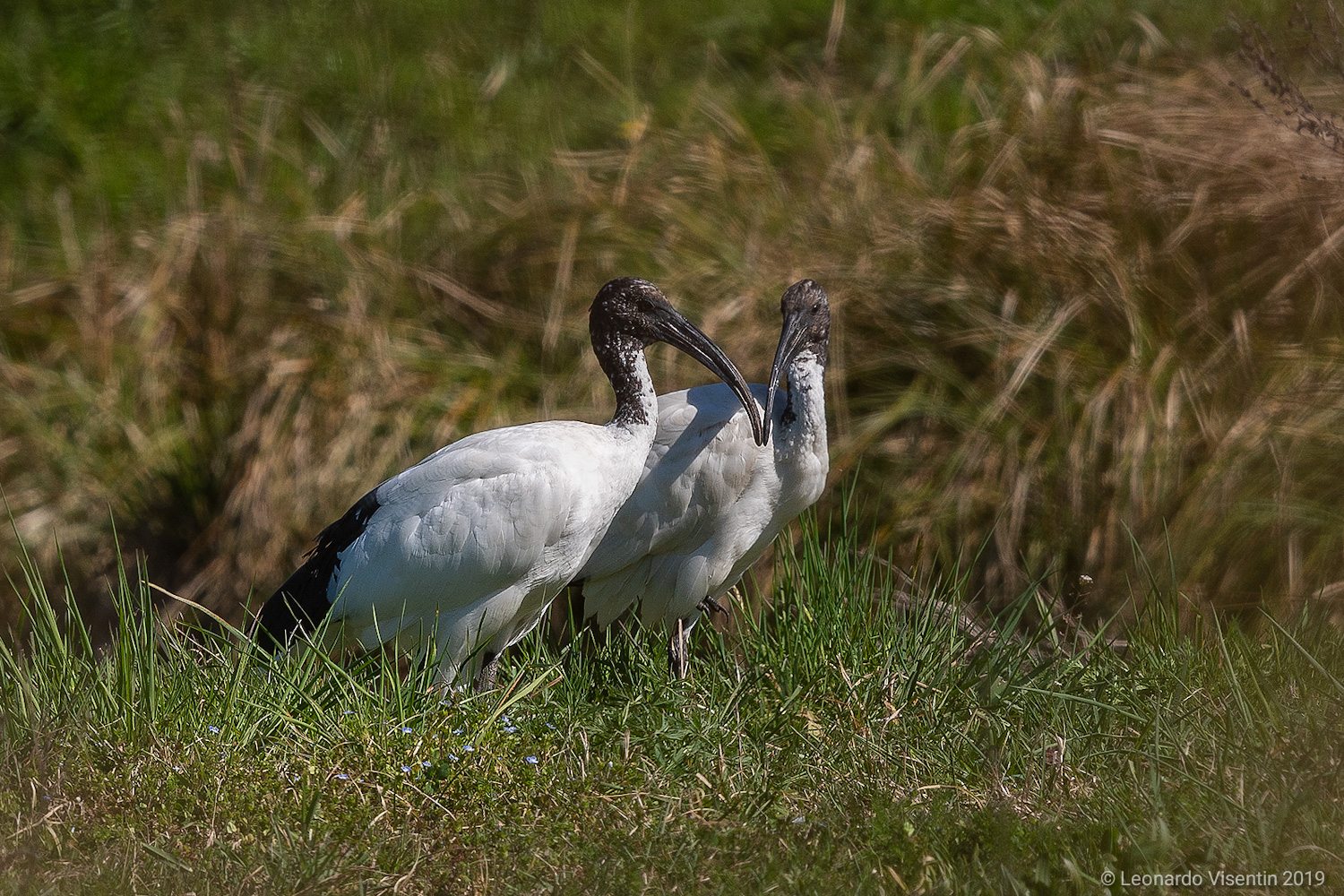 Ibis piccioncini