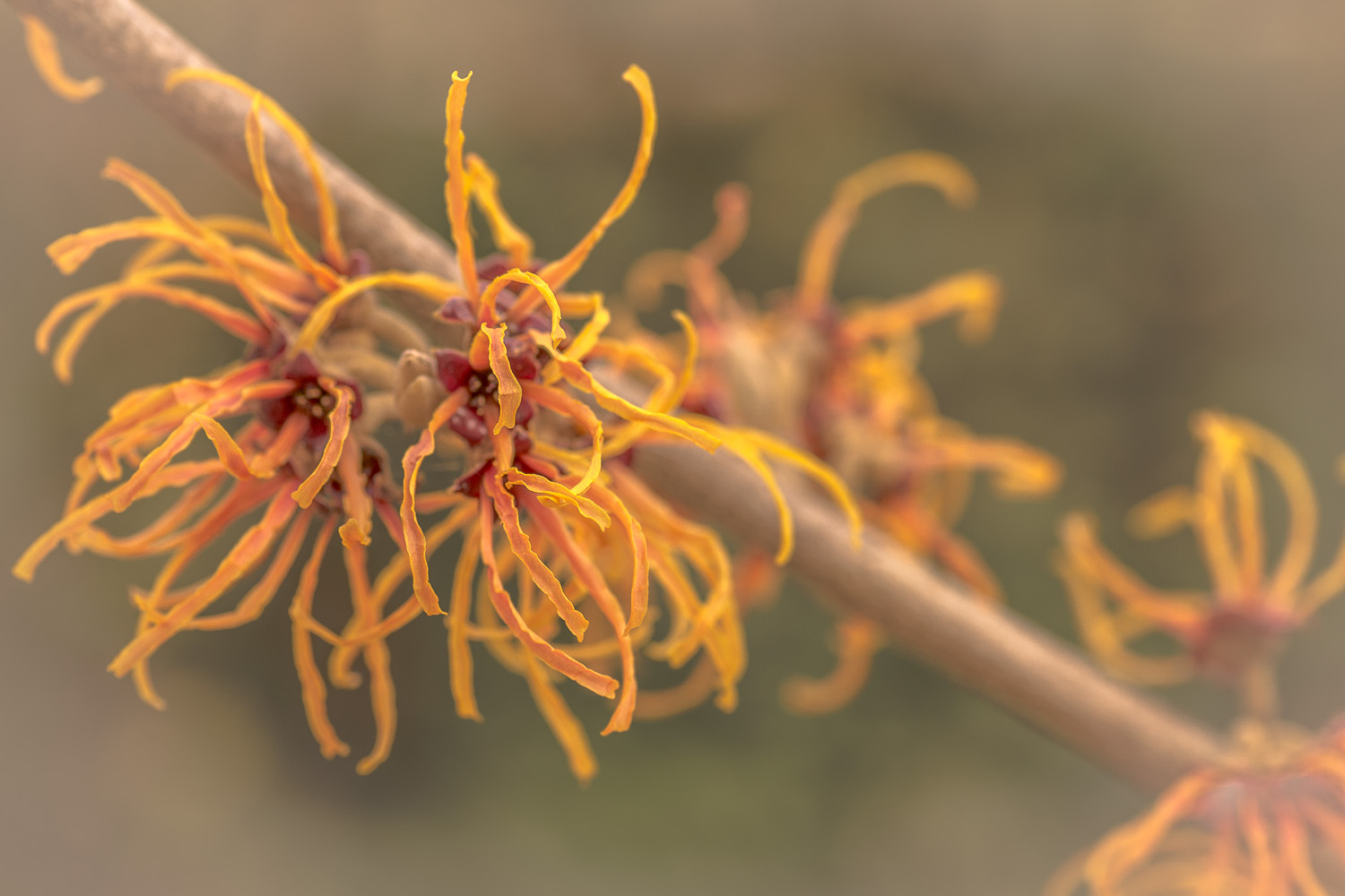 Hamamelis intermedia "Jelena"