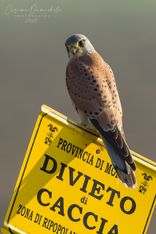 divieto di caccia!!!!