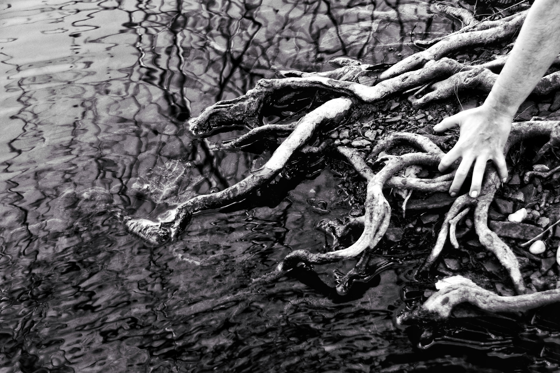 le radici del mio amore