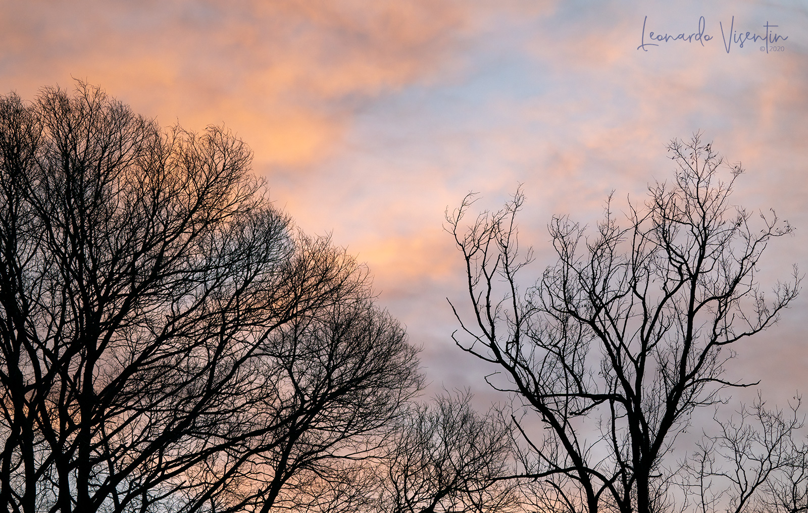 Tentacoli al tramonto