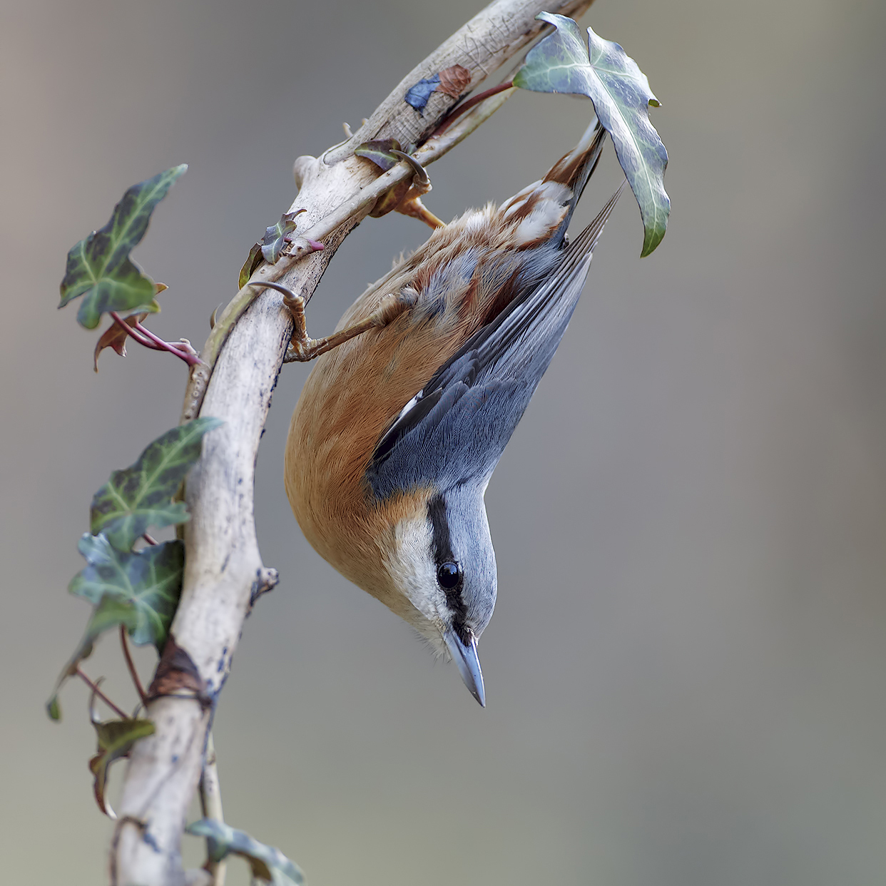 ....a testa in gi�...