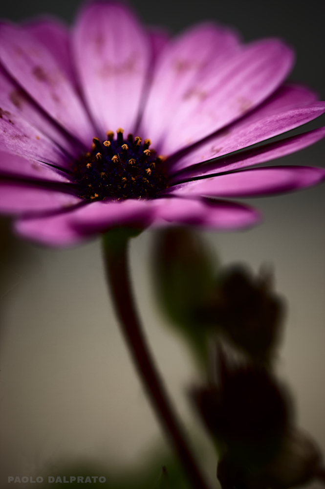 Non faccio foto di fiori