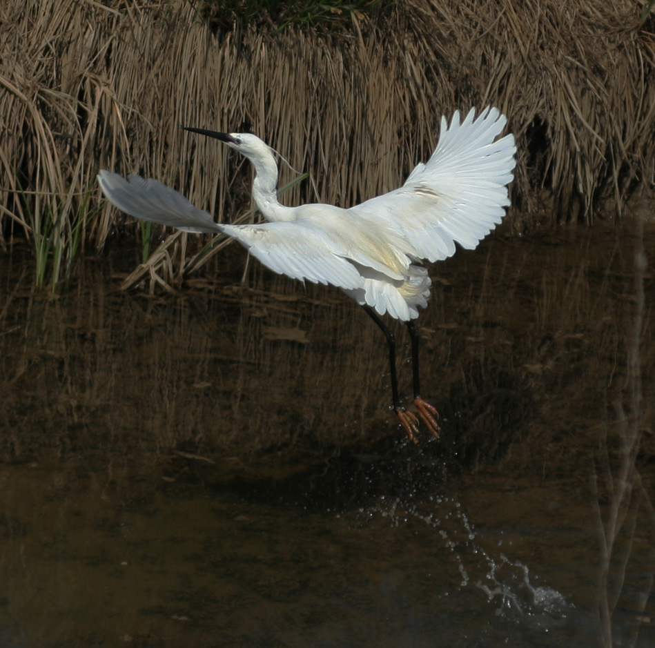 Garzetta in partenza