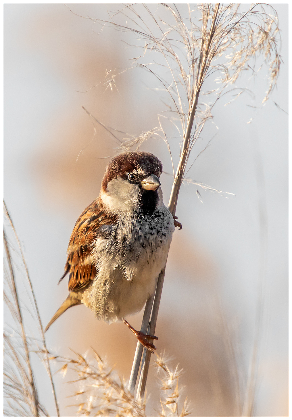 Sono solo un passero.
