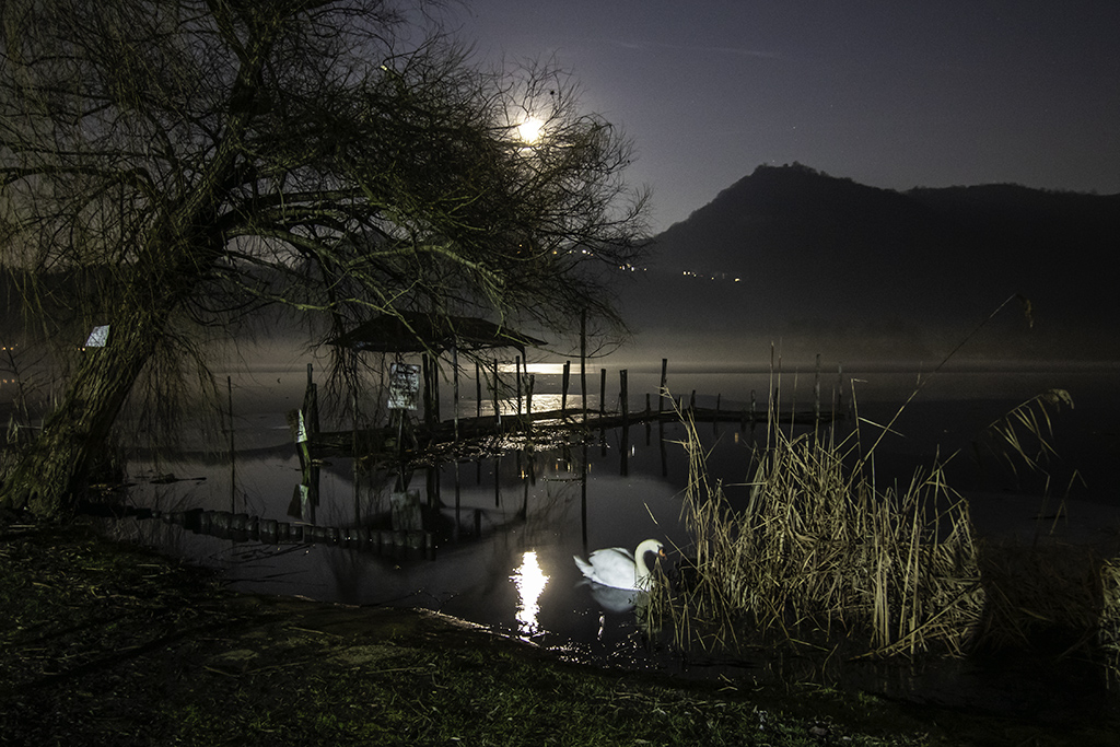 Intruso inaspettato.