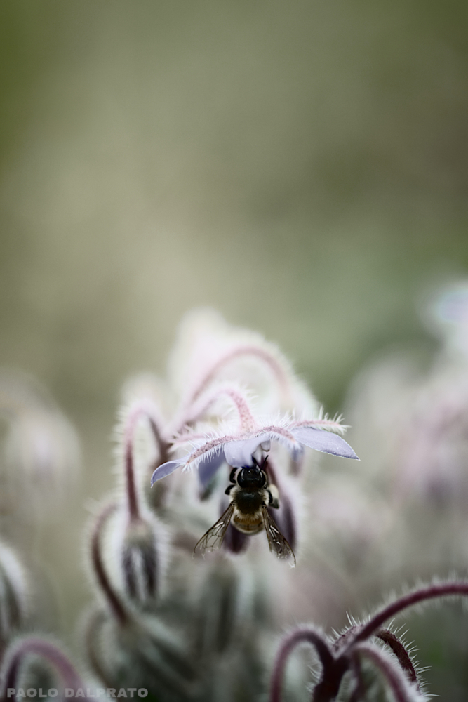 Non faccio foto di fiori