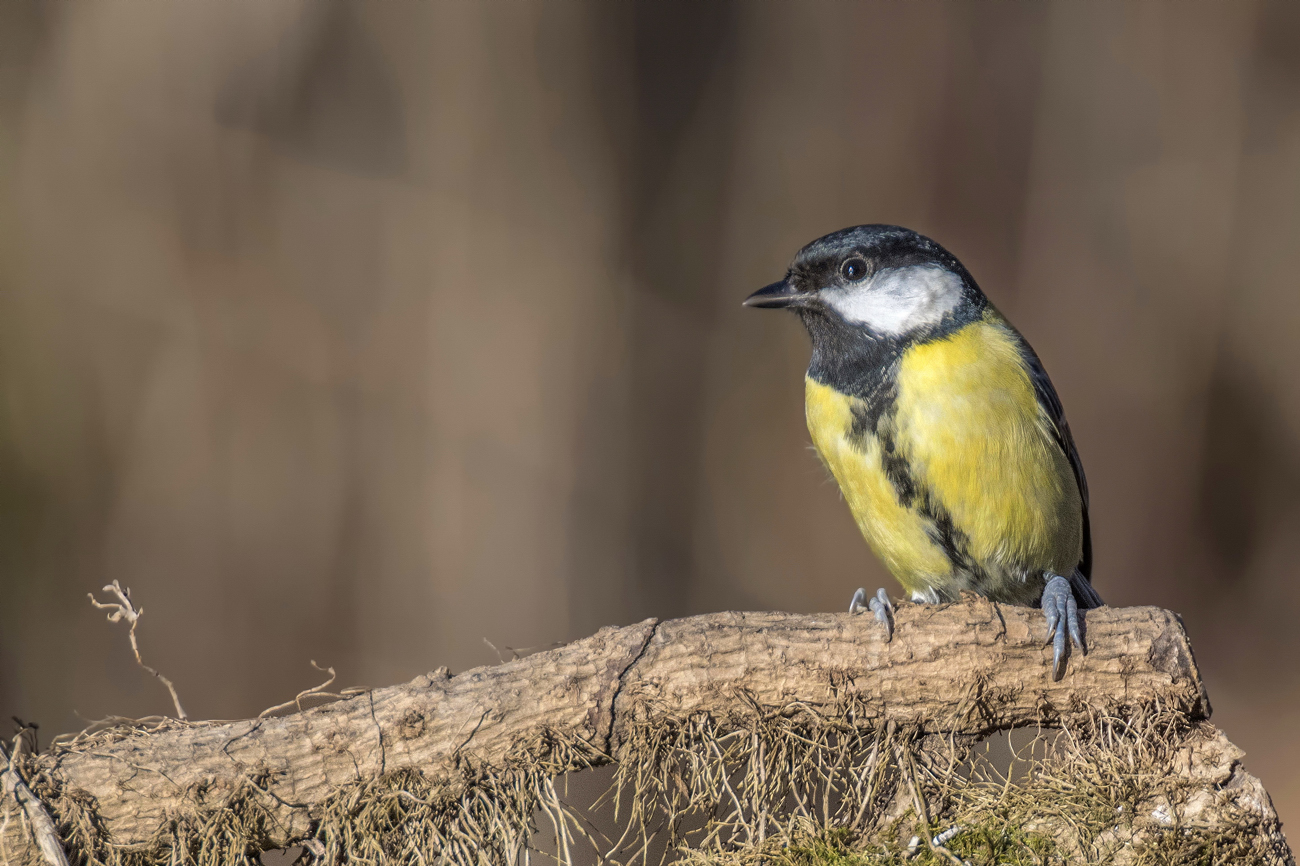 Cinciallegra su radici