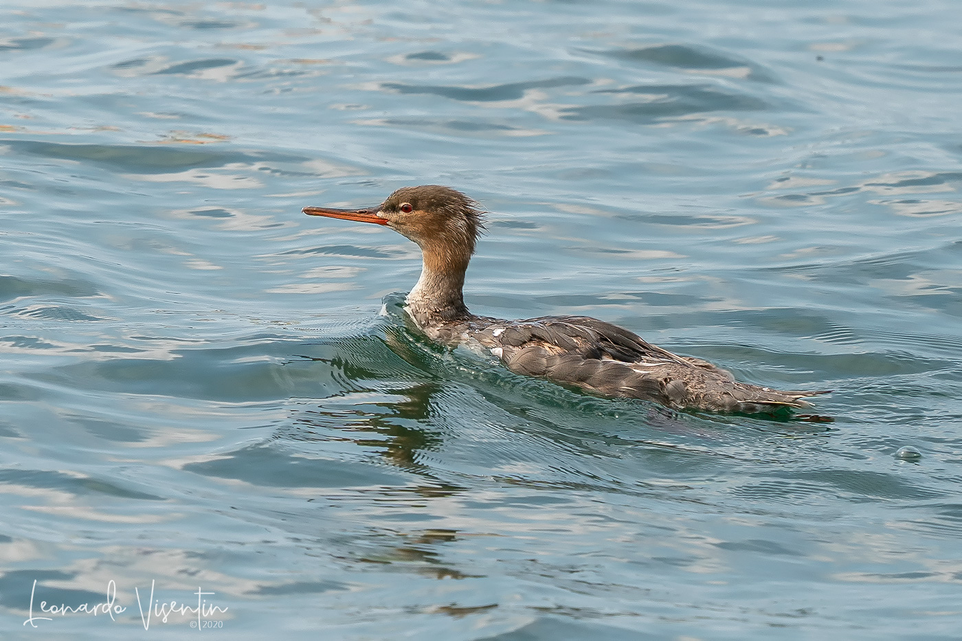 Smergo minore femmina