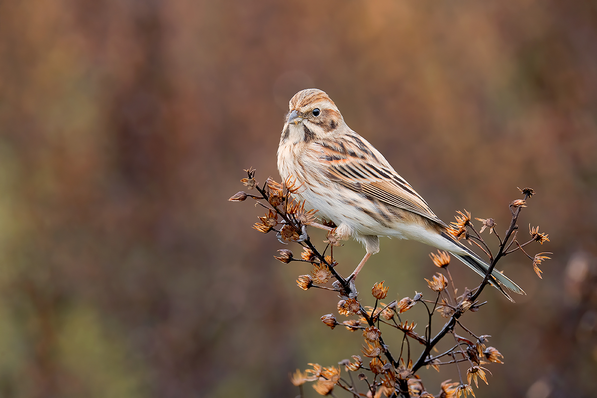 Migliarino di Palude
